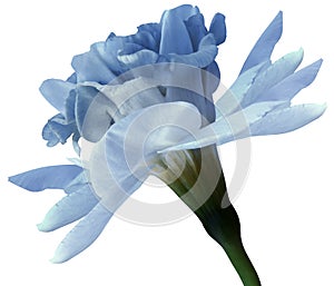 Narcissus light blue flower isolated on white background with clipping path. Close-up. Side view.