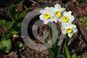 Narcissus Minnow or daffodil Minnow