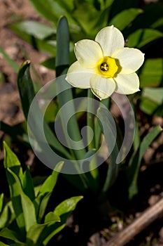 Narcissus Minnow or daffodil Minnow