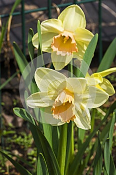 Narcissus of the Modulation species