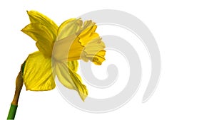 Narcissus, one yellow Daffodil flower isolated on white background, close up