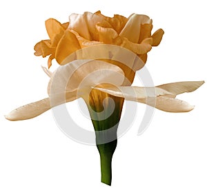 Narcissus orange flower isolated on white background with clipping path. Close-up. Side view.