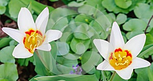 Narcissus. Pharmaceutical Garden branch of the Moscow State University Botanical Garden, Moscow