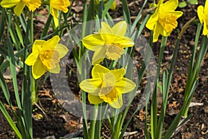 Narcissus of the Pimpernel species