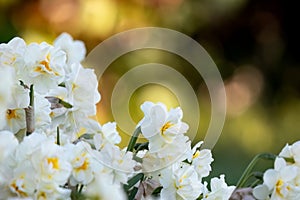Narcissus plant beautiful white spring flower