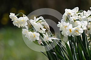 Narcissus plant beautiful white spring flower