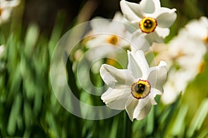Narcissus Poeticus flower