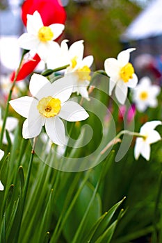 Narcissus poeticus in the garden
