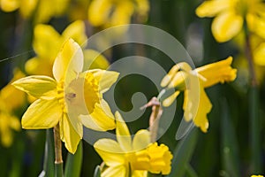 Narcissus Poeticus L is the national flower of wells as the background.