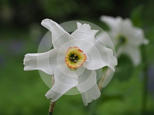 Narcissus poeticus, poetÃ¢â¬â¢s daffodil photo