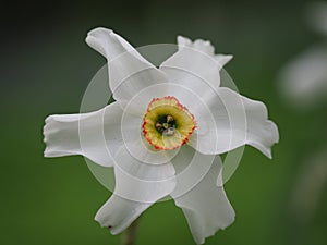 Narcissus poeticus, poetÃ¢â¬â¢s daffodil photo