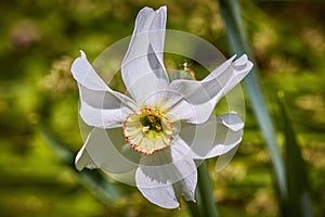 Narcissus poeticus, the poet`s daffodil, poet`s narcissus, nargis, pheasant`s eye, findern flower or pinkster lily. White flower.