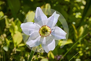 Narcissus poeticus, the poet`s daffodil, poet`s narcissus, nargis, pheasant`s eye, findern flower or pinkster lily. White flower.