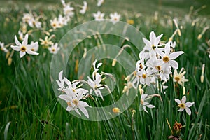 Narcissus poeticus. Wild white narcissus blooming