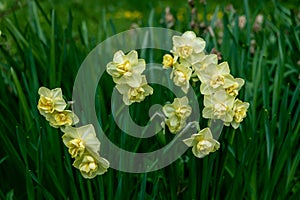 Narcissus poeticus yellow Cheerfulness blossoms in the garden in spring.