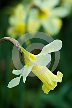 Narcissus Pseudonarcissus