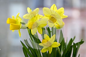 Narcissus pseudonarcissus in bloom, yellow daffodils