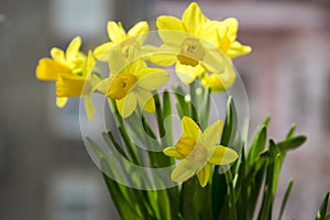 Narcissus pseudonarcissus in bloom, yellow daffodils