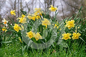 Narcissus pseudonarcissus  blossoms in spring