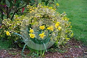 Narcissus pseudonarcissus and Climbing euonymus bush in the garden in spring