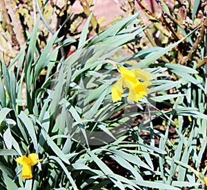 Narcissus pseudonarcissus, commonly known as wild daffodil or Lent lily, is a perennial flowering plant