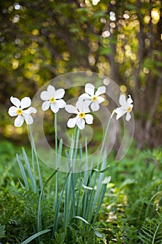 narcissus pseudonarcissus commonly known as wild daffodil or Lent lily in spring protected area