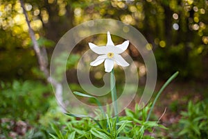 narcissus pseudonarcissus commonly known as wild daffodil or Lent lily in spring protected area