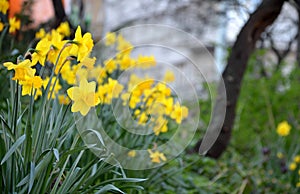 Narcissus pseudonarcissus detail in park public yellow flowers smell spring time green city