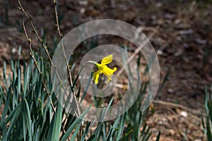 Narcissus pseudonarcissus flower