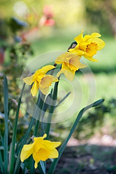 Narcissus pseudonarcissus flower blossoms in spring