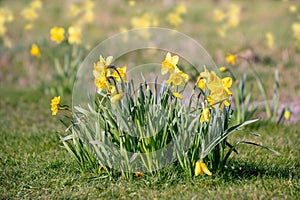 Narcissus pseudonarcissus flower blossoms in spring