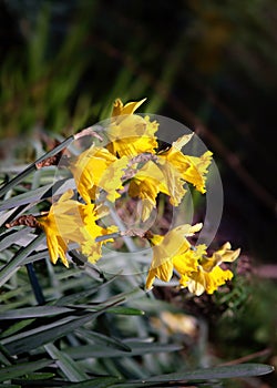 Narcissus pseudonarcissus flower blossoms in spring