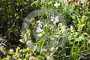 Narcissus Pseudonarcissus in the garden