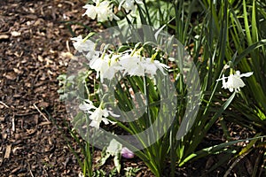 Narcissus Pseudonarcissus in the garden