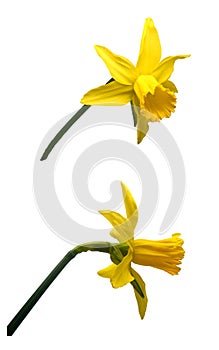 narcissus pseudonarcissus isolated on white background