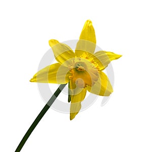 narcissus pseudonarcissus isolated on white background