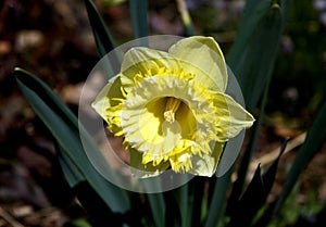Narcissus pseudonarcissus lily