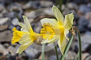 Narcissus pseudonarcissus `Lobularis` daffodil