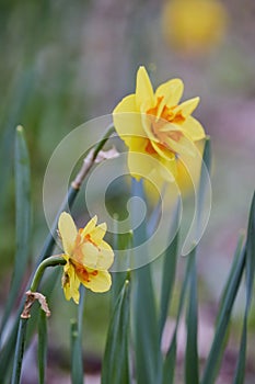 (Narcissus pseudonarcissus) in selective focus