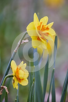 (Narcissus pseudonarcissus) in selective focus