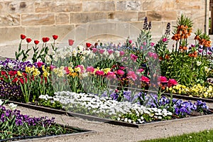 Narcissus pseudonarcissus and Tulips