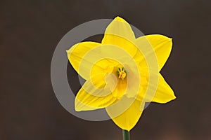 Narcissus pseudonarcissus, wild daffodil or Lent lily. Beautiful colorful flower close up. Narcissus is genus of