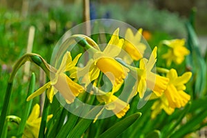 Narcissus pseudonarcissus, the wild daffodil or Lent lily. Yellow flowers. Nature.