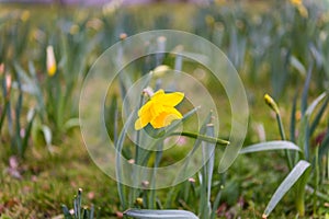 Narcissus pseudonarcissus yellow flower at a rainy day. It is a perennial flowering plant. This species has pale yellow flowers,