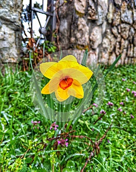 Narcissus pseudonarcissus. Yellow flowers. Spring flowers.