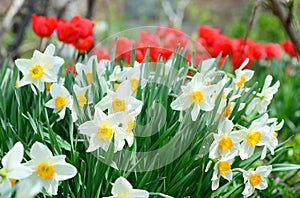 Narcissus with red tulips flowers on spring flowerbed. Narcissus flower also known as daffodil, daffadowndilly, narcissus, and