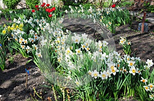 Narcissus with red tulips flowers on spring flowerbed. Narcissus flower also known as daffodil, daffadowndilly, narcissus, and