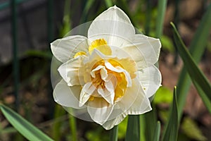 Narcissus of the Replete species