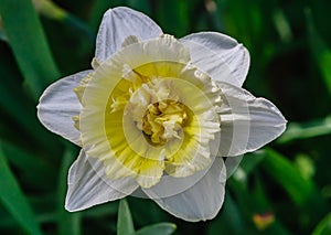 Narcissus of the Replete variety. Pharmaceutical Garden branch of the Moscow State University Botanical Garden, Moscow