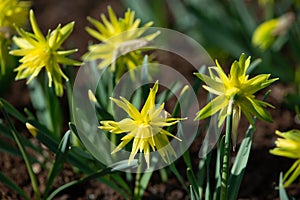 Narcissus Rip Van Winkle, unusual, multi-petalled, greenish yellow Daffodil flowers